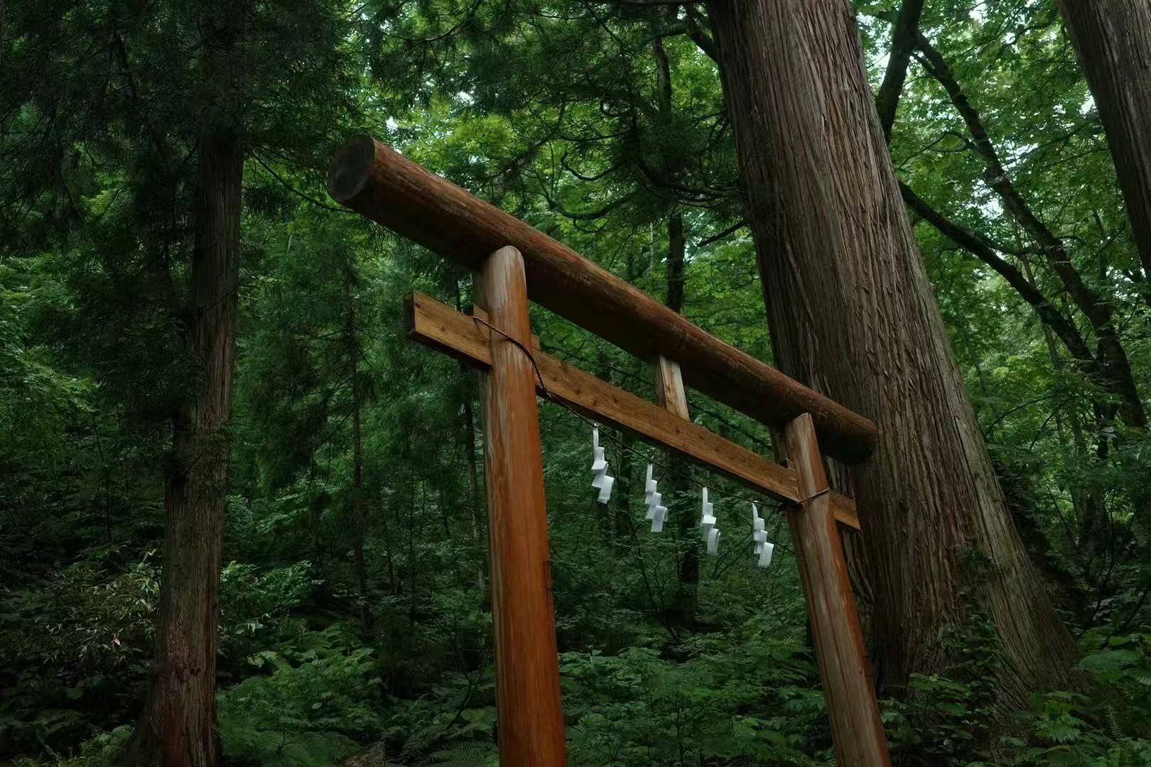 Wooden torii gate in a forest setting with green foliage